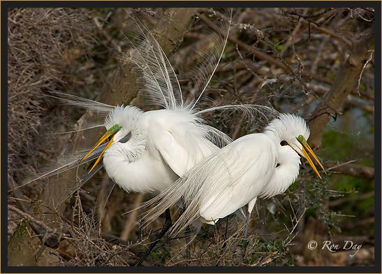 Great Egret Pair, Courtship Display, High Island